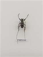 藏品(點紋長鬚天牛)的圖片